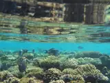 Rafa koralowa i ryby tuż pod powierzchnią wody w Sharm el-Sheikh