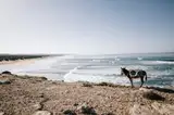 Osioł na skalistym brzegu Atlantyku w Sidi Kaouki