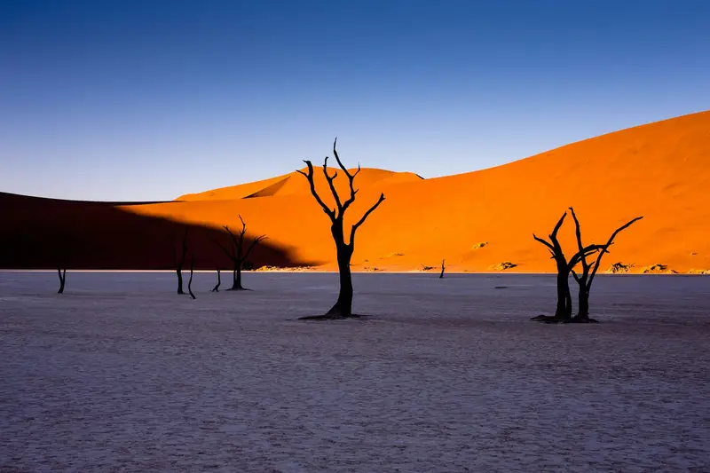 Martwe akacje na białej glinie Deadvlei, w tle czerwone wydmy