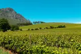 Winnica Delheim na zboczu gór koło Stellenbosch