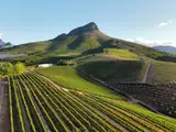 Winnice na zboczach gór w Stellenbosch