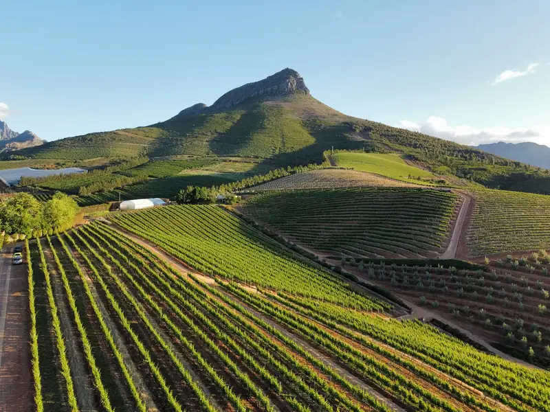 Winnice na zboczach gór w Stellenbosch