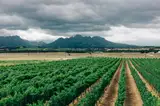 Rzędy winorośli w Stellenbosch na tle gór