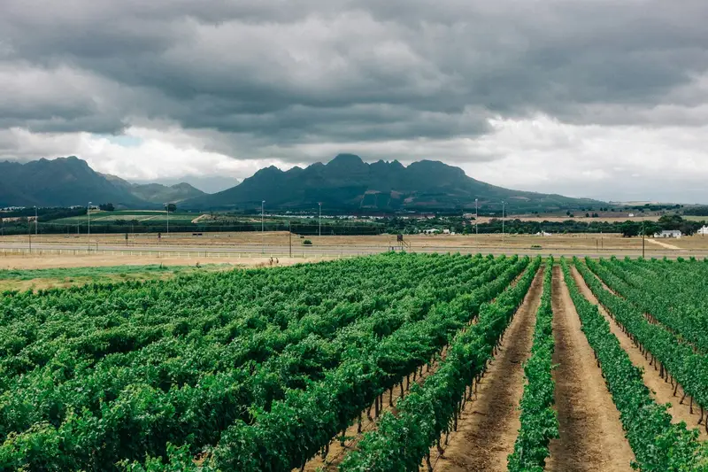 Rzędy winorośli w Stellenbosch na tle gór
