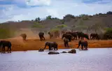 Stado czerwonych od pyłu słoni przy wodopoju w Tsavo