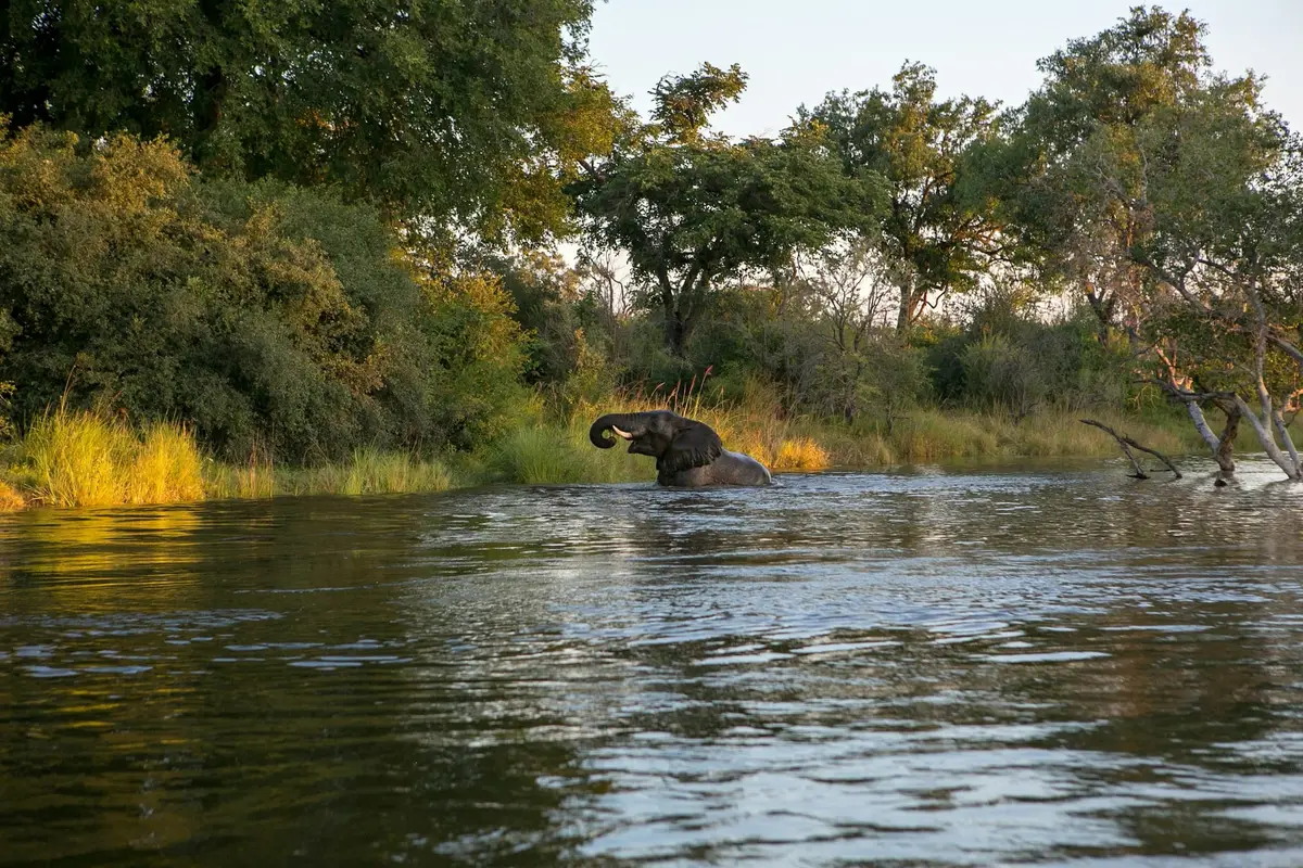 Słoń w wodach Zambezi koło Livingstone