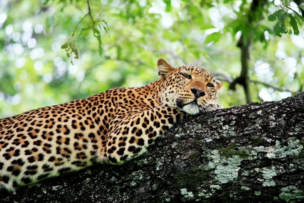 Lampart odpoczywający na drzewie w South Luangwa