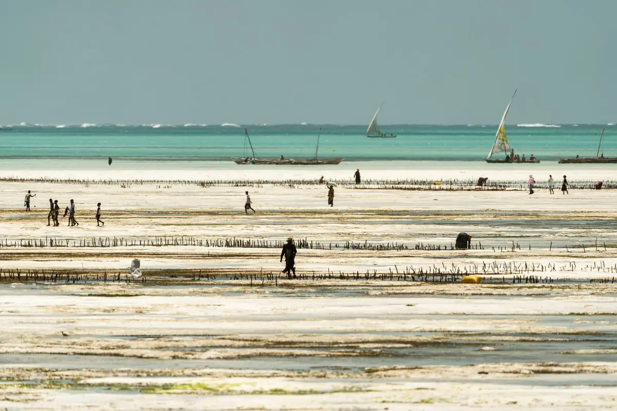 Uprawy wodorostów odsłonięte podczas odpływu w Jambiani na Zanzibarze